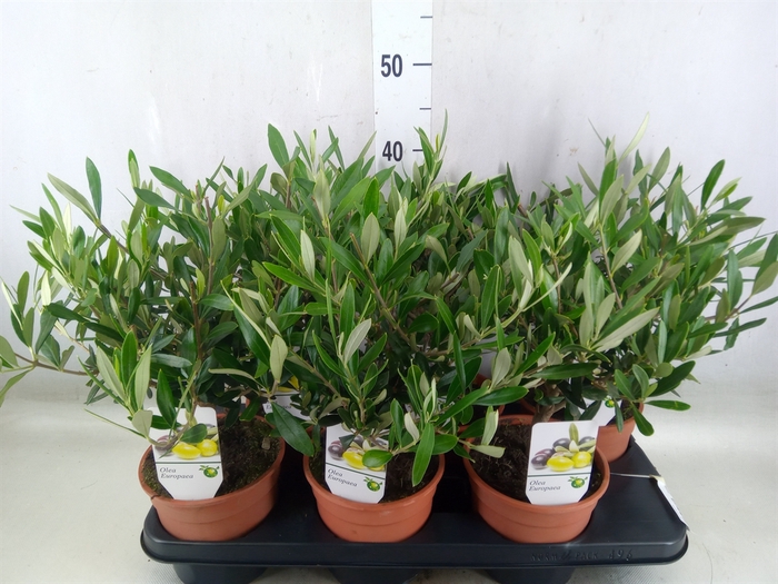 <h4>Olea europaea</h4>