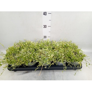 Arabis ferdinandi-cob. 'Old Gold'