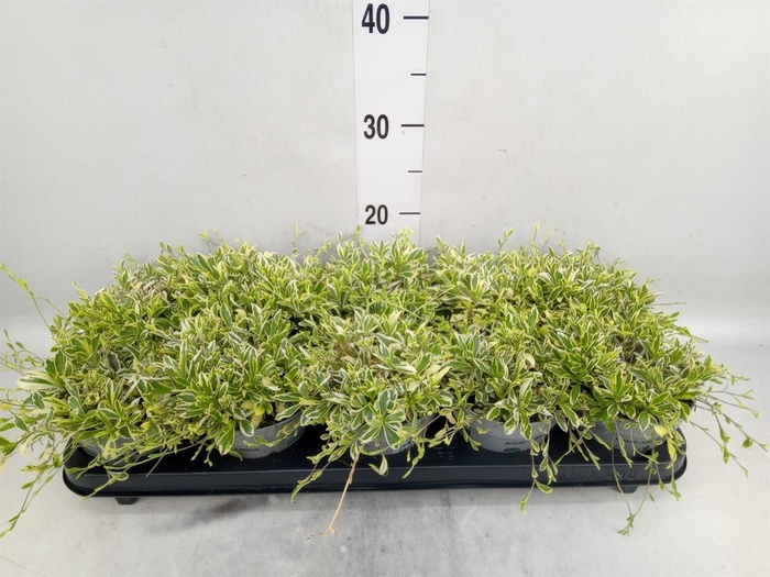 <h4>Arabis ferdinandi-cob. 'Old Gold'</h4>