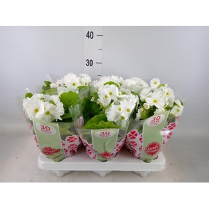 Primula obcon. 'Touch Me White'