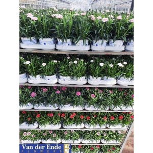 Dianthus mixkar 6 kleuren