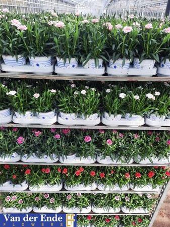 <h4>Dianthus mixkar 6 kleuren</h4>