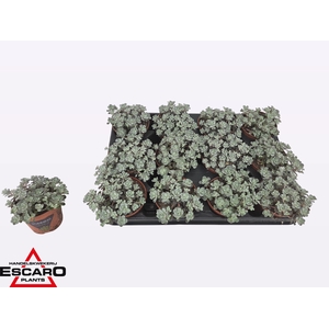 SEDUM SP CAPE BLANCO