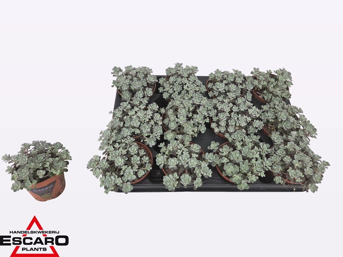 <h4>SEDUM SP CAPE BLANCO</h4>