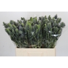 Eryngium Electric Dynamite