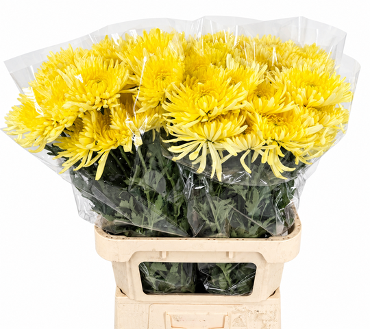 <h4>Chrys Gp Anastasia Yellow</h4>