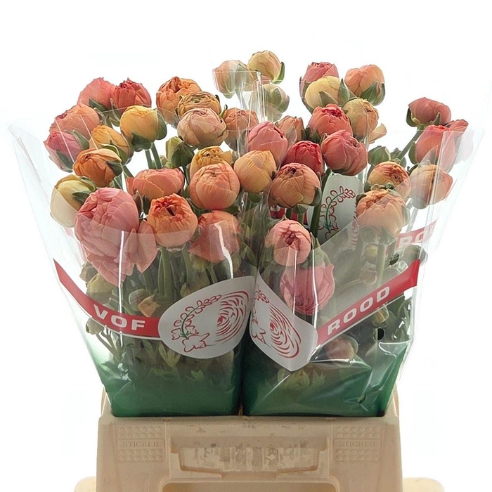 <h4>Ran Aazur Salmon</h4>