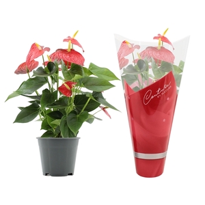 Anthurium Esudo in Couture sleeve