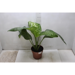 DIEF. TROPIC SNOW P17