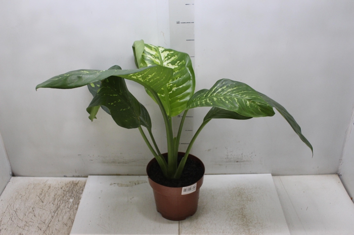 <h4>DIEF. TROPIC SNOW P17</h4>