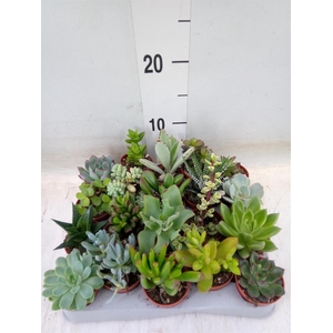 Succulents   ...