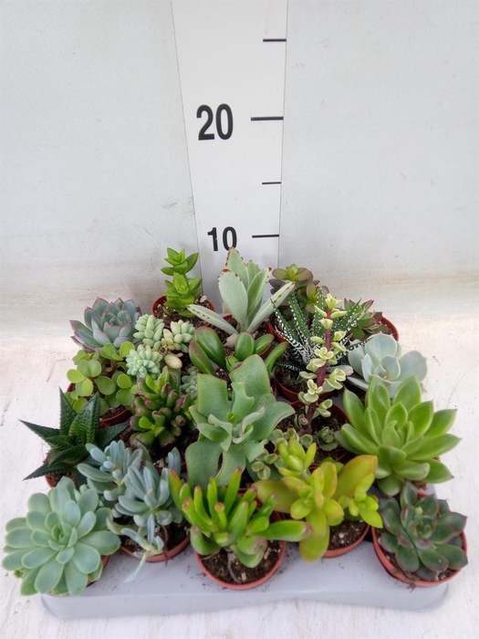 <h4>Succulents   ...</h4>