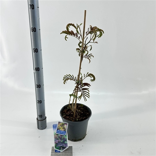 <h4>Albizia julibrissin 'Summer Chocolate' PBR</h4>