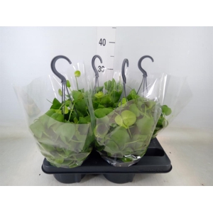 Dischidia platyphylla