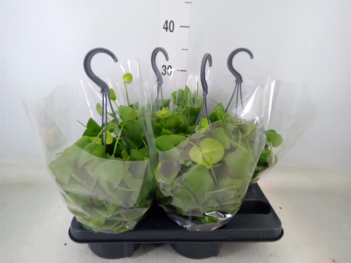 <h4>Dischidia platyphylla</h4>