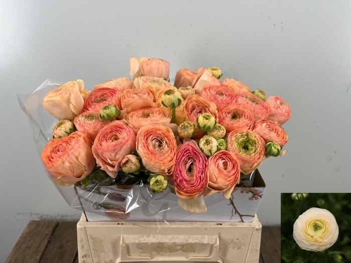 <h4>RAN SU GRAND PASTEL</h4>