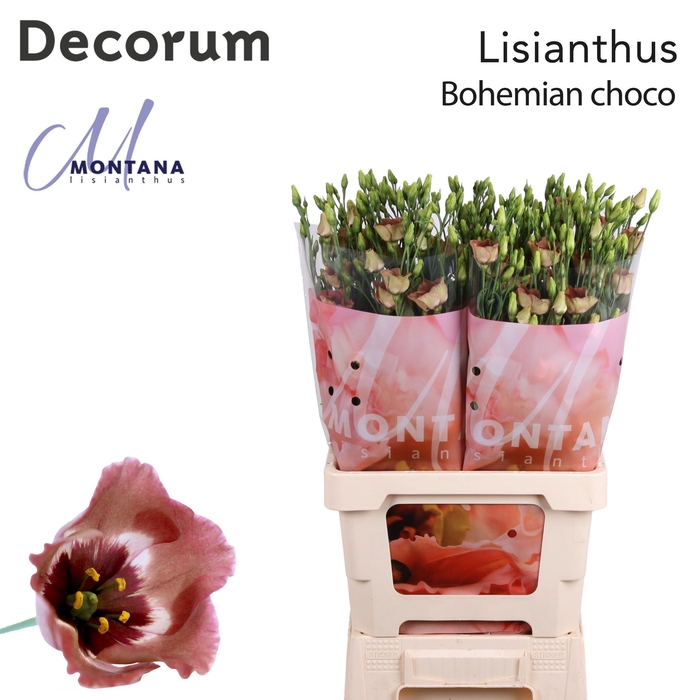 <h4>Lisianthus Bohemian choco 70cm</h4>