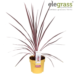 Cordyline australis 'Charlie Boy' P14