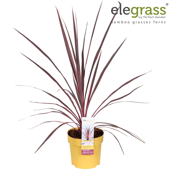 <h4>Cordyline australis 'Charlie Boy' P14</h4>