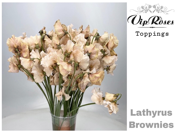 <h4>Lathyr Vip Brownies</h4>