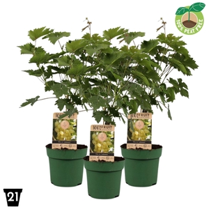 Vitis overig wit