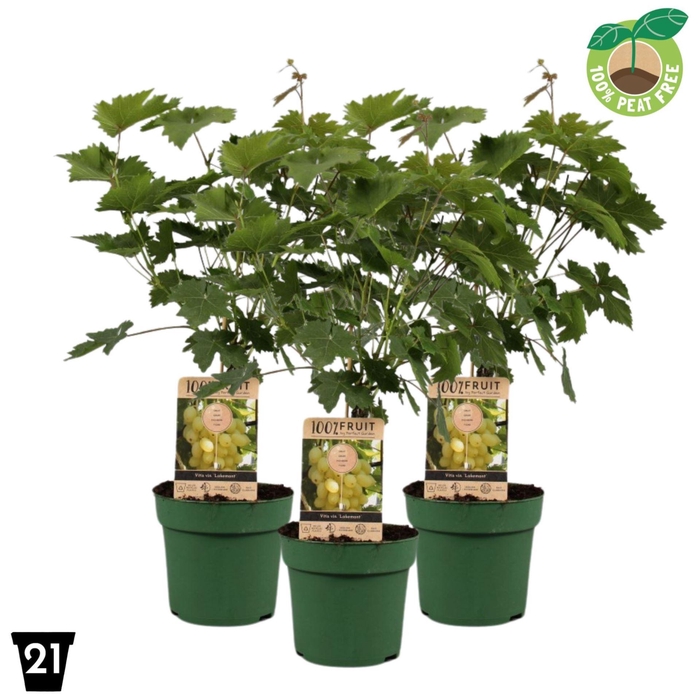 <h4>Vitis overig wit</h4>