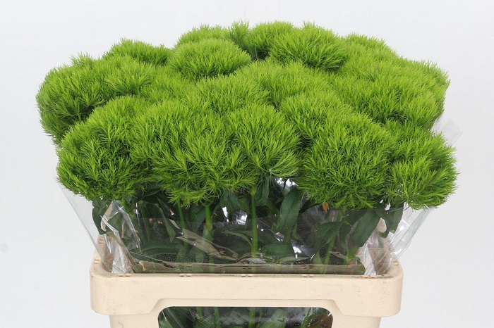 <h4>Dianthus Br Kiwi Mellow</h4>