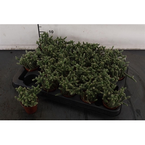 Mini.. Rhipsalis Baccifera Horrida 5.5. Cm. Pot