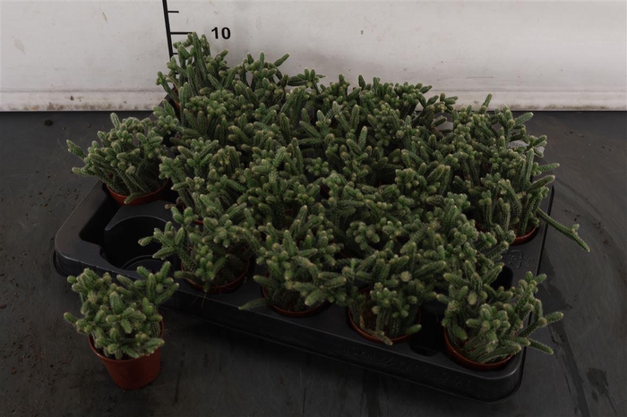 <h4>Mini.. Rhipsalis Baccifera Horrida 5.5. Cm. Pot</h4>