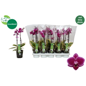 PHAL MF MAGIC LEAF