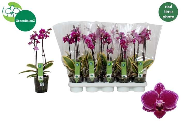 <h4>PHAL MF MAGIC LEAF</h4>