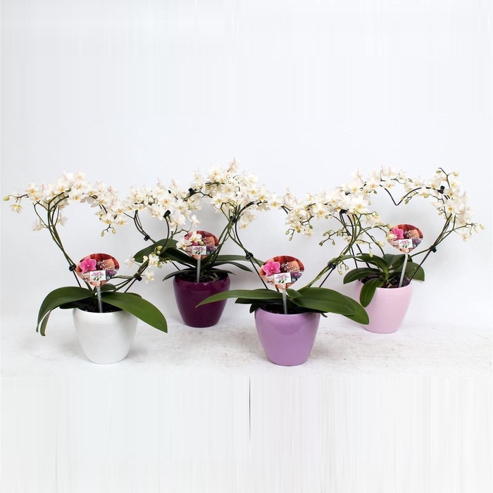 <h4>Phal. Multi vorm wit "Blossoming heart" in Sofia keramiek mix</h4>