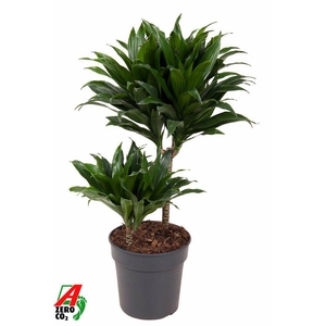 Dracaena Compacta 30-10