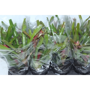 NEOREGELIA FIRE BALL P13