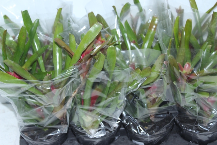 <h4>NEOREGELIA FIRE BALL P13</h4>