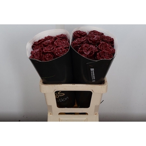 Wax-Rozen Wax Exclusief Bordeaux