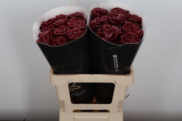 <h4>Wax-Rozen Wax Exclusief Bordeaux</h4>
