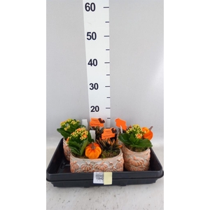 Arr. Planten L%