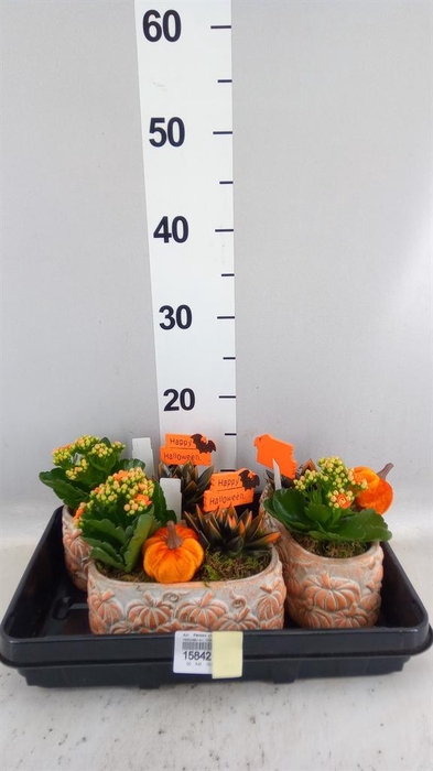 <h4>Arr.    Planten  L%</h4>