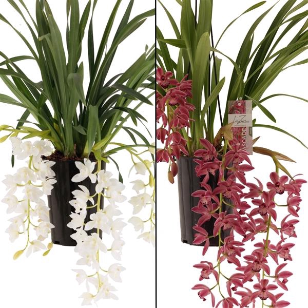 <h4>love mix 3-6 takken (rose en wit mix)</h4>