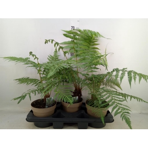 Dicksonia antarctica