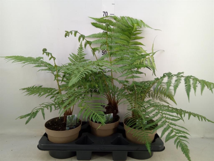 <h4>Dicksonia antarctica</h4>