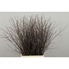 Betula Bs  Natural Fst