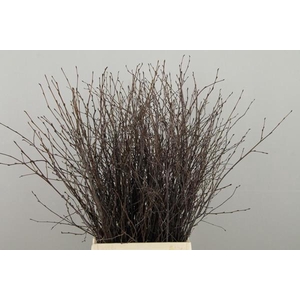 Betula Bs  Natural Fst