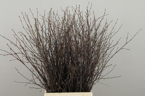 Betula Bs  Natural Fst