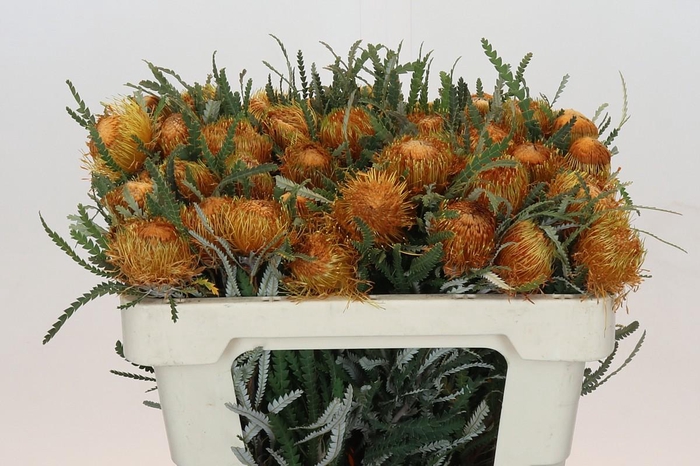 <h4>Banksia Dryandra</h4>