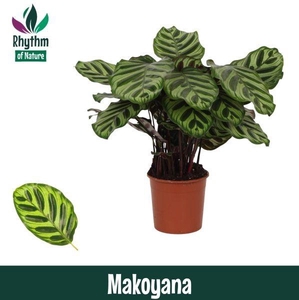 Calathea 14cm Makoyana - Rhythm of Nature
