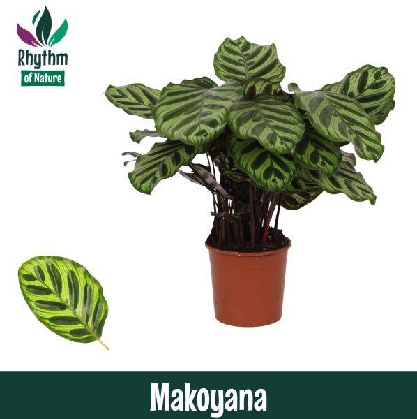 <h4>Calathea 14cm Makoyana - Rhythm of Nature</h4>