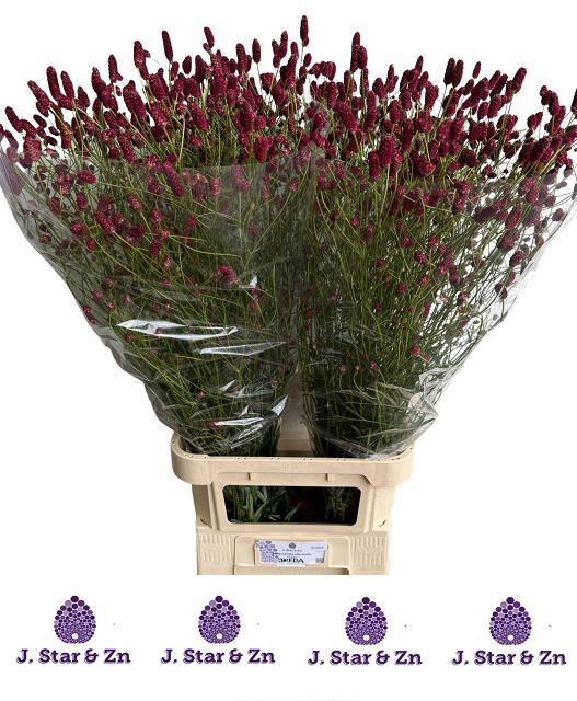 <h4>SANG OFFICINALIS</h4>