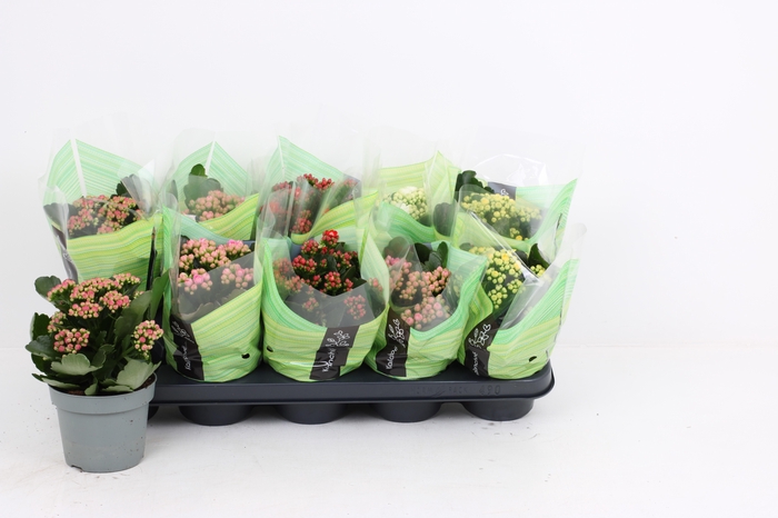 <h4>KAL GE RF GEM 5 KL</h4>